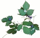 our Austrian blackberries