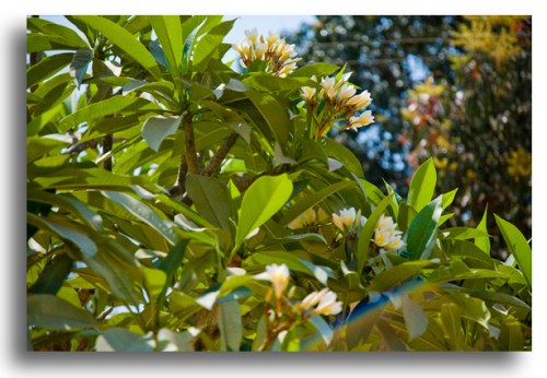 Radiant Mother Earth