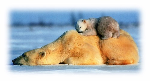 bearhug